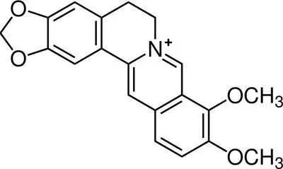 深藏不露的黄连素!